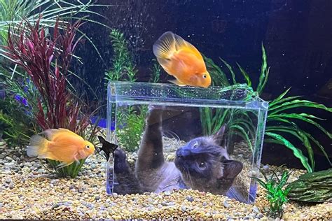 fish tank games for cats